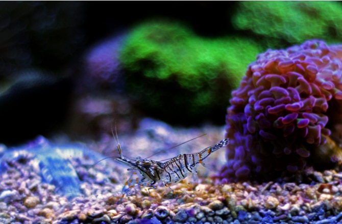 The 7 Best Cleaner Shrimp for the Home Aquarium